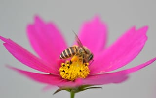 Картинка цветок, пчела, насекомое, лепестки, космея