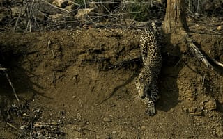 Обои леопард, leopard, кошка, крадётся, лес