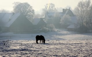 Картинка зима, дома, снег, конь