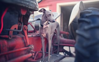 Картинка собака, Italian Greyhound, друг, взгляд