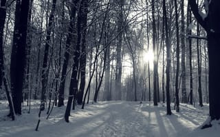 Обои солнце, лес, зима, снег