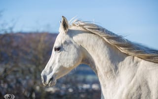 Обои лошадь, морда, (с) OliverSeitz, грива, конь, небо, профиль, шея