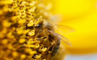 Картинка пчела, природа, макро