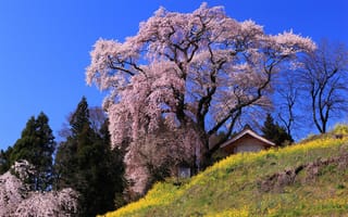 Картинка Япония, сакура, японская вишня, домик, природа
