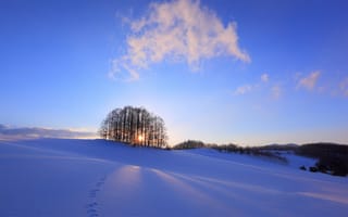 Обои Зима, снег, закат, деревья, солнце
