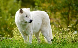 Картинка Мелвильский островной волк, волк, Арктический волк