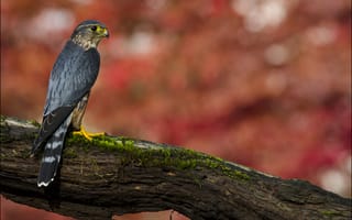 Картинка Дербник (Falco columbarius), дерево, взгляд, отдых