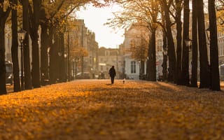 Картинка Autumn day, Bokeh, Hague, Nederland