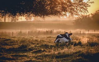 Обои корова, туман, утро