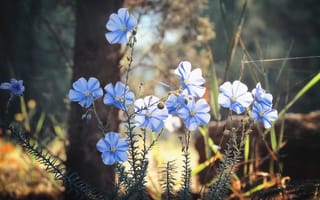 Картинка цветы, голубые, трава, лепестки