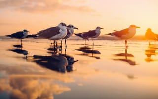 Обои птицы, природа, закат, море