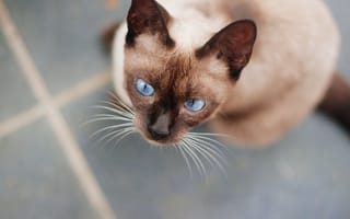 Картинка кот, шерсть, кошка, голубые, глаза