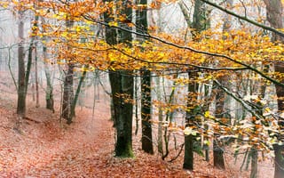 Обои лес, природа, туман, осень