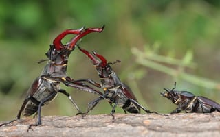Картинка жук-олень, схватка, самка, самец, насекомые