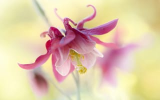 Картинка Columbine, лепестки, цветок, природа, экзотика