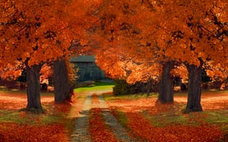 Картинка путь, солнечные тени, осень, деревья, сарай, листья