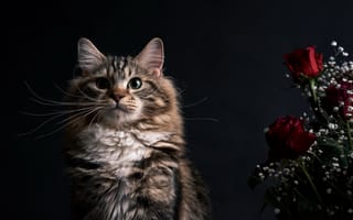 Картинка кошка, взгляд, цветы