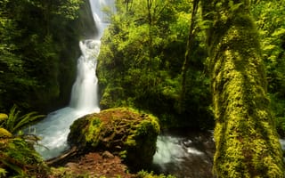 Картинка США, лес, зелень, водопад, деревья, Oregon, мох, Bridal Veil Falls