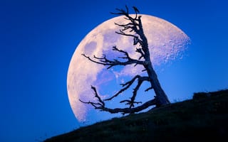Картинка луна, дерево, природа, сумерки, холм