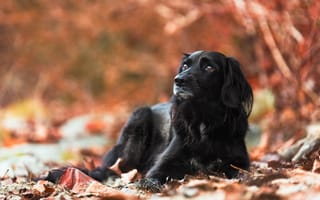 Картинка собака, осень, друг, взгляд