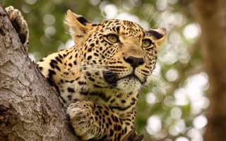 Картинка leopard, feline, tree