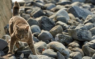 Картинка кошка, морда, камни, взгляд