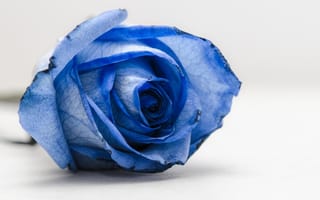 Обои цветок, лепестки, макро, синий, роза