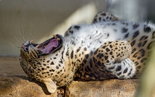 Картинка леопард, зевает, кошка, персидский, клыки, ©Tambako The Jaguar, пасть