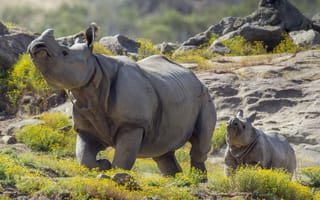 Картинка носороги, прирорда