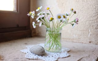 Картинка камешек, цветы, ваза, маргаритки