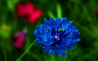 Обои цветок, синий, лепестки