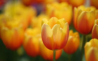 Картинка тюльпаны, лепестки, весна, луг