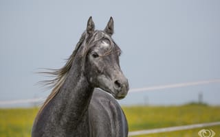 Картинка лошадь, серый, грива, конь, морда, (с) OliverSeitz