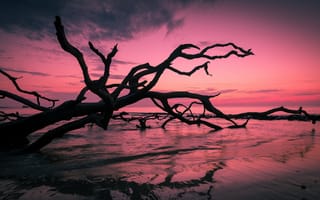 Картинка ночь, дерево, море