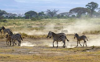 Картинка Африка, пыль, зебры, кусты, саванна, страус, пейзаж