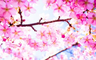 Обои дерево, цветение, ветка, сакура, весна