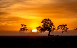Картинка восход, деревья, поле, оранжевый небо, туман
