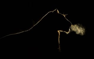 Картинка львица, ночь, Южная Африка, Sabi Sand Game Reserve, дыхание, силуэт, свет