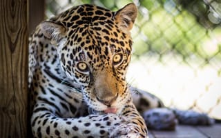 Картинка ягуар, лапы, хищник, глаза, язык, дикая кошка, морда, умывание, © James Scott