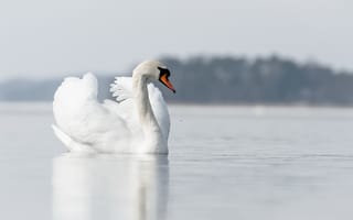 Обои лебедь, озеро, природа