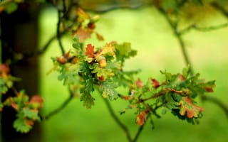 Картинка дуб, листья, боке, осень, веточка, желудь