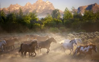 Картинка лошади, пыль, солнечный, горы, бег, деревья