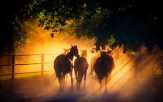 Картинка табун, лошади, свет, кони, солнечный