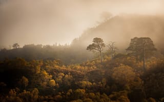 Обои лес, осень, туман
