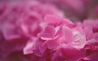 Картинка Pink Hydrangea, цветы, макро