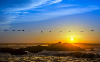 Картинка птицы, небо, закат, камень, пляж, горизонт