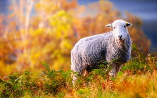 Картинка Овца, природа, листья, трава, желтые, боке, животное, осень, деревья