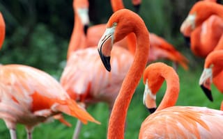 Картинка птицы, фламинго, зелень
