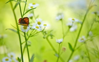 Картинка бабочка, цвет, природа