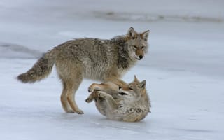 Обои волки, природа